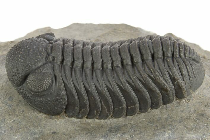 Exceptional Morocops Trilobite - Large Specimen #334931